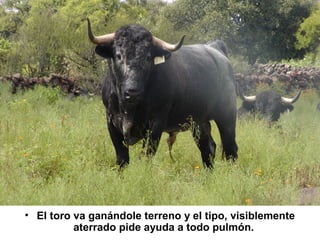 • El toro va ganándole terreno y el tipo, visiblemente
aterrado pide ayuda a todo pulmón.

 