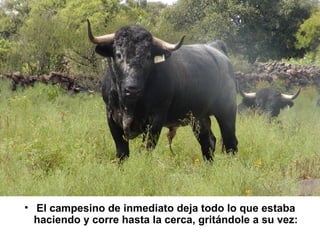 • El campesino de inmediato deja todo lo que estaba
haciendo y corre hasta la cerca, gritándole a su vez:

 