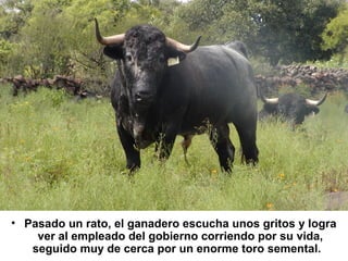 • Pasado un rato, el ganadero escucha unos gritos y logra 
ver al empleado del gobierno corriendo por su vida, 
seguido muy de cerca por un enorme toro semental. 
 
