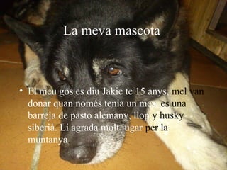 La meva mascota
• El meu gos es diu Jakie te 15 anys, mel van
donar quan només tenia un mes, es una
barreja de pasto alemany, llop y husky
siberià. Li agrada molt jugar per la
muntanya.
 