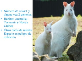 Número de crías:1 y alguna vez 2 gemelos. Hábitat: Australia, Tasmania y Nueva Guinea Otros datos de interés: Especie en peligro de extinción .