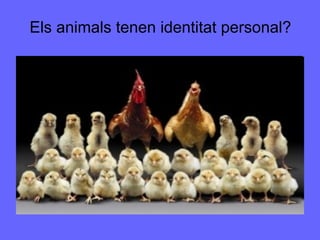 Els animals tenen identitat personal? 