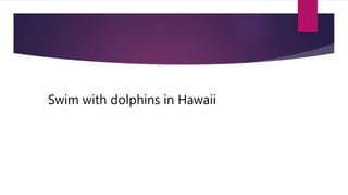 Swim with dolphins in Hawaii
 