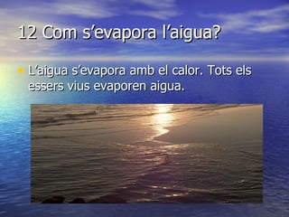 12 Com s’evapora l’aigua? L’aigua s’evapora amb el calor. Tots els essers vius evaporen aigua. 