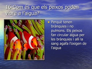 16-Com és que els peixos poden viure a l’aigua? Perquè tenen brànquies i no pulmons. Els peixos fan circular aigua per les brànquies i allí la sang agafa l’oxigen de l’aigua 