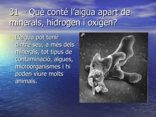 31 – Què conté l’aigua apart de minerals, hidrogen i oxigen? L’aigua pot tenir dintre seu, a més dels minerals, tot tipus de contaminació, algues, microorganismes i hi poden viure molts animals.  