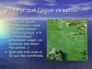 33 - Per què l’aigua es verda? Degut a les algues i aquestes poden créixer quan troben aliment (matèria orgànica), si hi ha massa algues consumeixen oxigen i en queda poc pels éssers vius (peixos...) Quan està molt verda es diu que està eutrofitzada. 