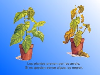 Les plantes prenen per les arrels.
Si es queden sense aigua, es moren.
 