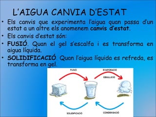 L’AIGUA CANVIA D’ESTAT
• Els canvis que experimenta l’aigua quan passa d’un
estat a un altre els anomenem canvis d’estat.
• Els canvis d’estat són:
• FUSIÓ. Quan el gel s’escalfa i es transforma en
aigua líquida.
• SOLIDIFICACIÓ. Quan l’aigua líquida es refreda, es
transforma en gel.
 