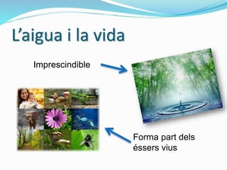 L’aigua i la vida
Imprescindible
Forma part dels
éssers vius
 