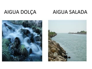 AIGUA DOLÇA   AIGUA SALADA
 