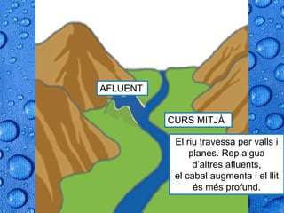 CURS MITJÀ
El riu travessa per valls i
planes. Rep aigua
d’altres afluents,
el cabal augmenta i el llit
és més profund.
AFLUENT
 