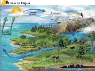 L'aigua a la terra