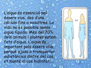 L’aigua és essencial pel
éssers vius, des d’una
cèl·lula fins a nosaltres. La
vida no és possible sense
aigua líquida. Més del 70%
dels animals i plantes estem
fets d’aigua. L’aigua és
important pels éssers vius,
perquè ajuda a transportar
substàncies dintre del cos,
et manté el cos hidratat....
 