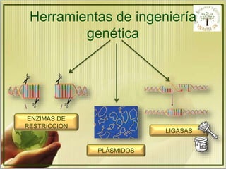 Herramientas de ingeniería 
genética 
ENZIMAS DE 
RESTRICCIÓN 
PLÁSMIDOS 
LIGASAS 
 