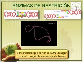 ENZIMAS DE RESTRICIÓN 
Son enzimas que cortan el ADN un lugar 
concreto, según la secuencia de bases 
 