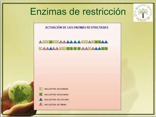 Enzimas de restricción 
 