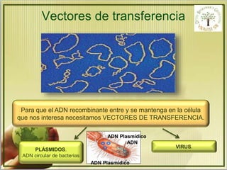 Vectores de transferencia 
Para que el ADN recombinante entre y se mantenga en la célula 
que nos interesa necesitamos VECTORES DE TRANSFERENCIA. 
PLÁSMIDOS. 
ADN circular de bacterias 
ADN Plasmídico 
ADN 
ADN Plasmídico 
VIRUS. 
 