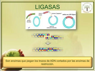 LIGASAS 
Son enzimas que pegan los trozos de ADN cortados por las enzimas de 
restricción. 
 