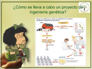 ¿Cómo se lleva a cabo un proyecto de 
ingeniería genética? 
 