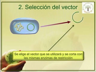 2. Selección del vector 
Se elige el vector que se utilizará y se corta con 
las mismas enzimas de restricción 
 
