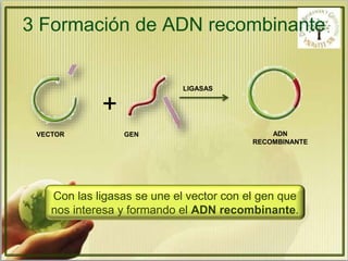 3 Formación de ADN recombinante 
+ 
LIGASAS 
VECTOR GEN ADN 
RECOMBINANTE 
Con las ligasas se une el vector con el gen que 
nos interesa y formando el ADN recombinante. 
 