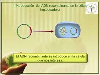 4.iNtroducción del ADN recombinante en la célula 
hospedadora 
El ADN recombinante se introduce en la célula 
que nos interesa. 
 