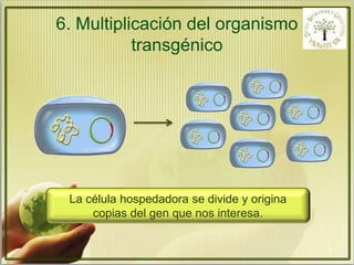 6. Multiplicación del organismo 
transgénico 
La célula hospedadora se divide y origina 
copias del gen que nos interesa. 
 