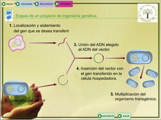 INICIO ESQUEMA RECURSOS INTERNET 
Etapas de un proyecto de ingeniería genética 
ANTERIOR SALIR 
1. Localización y aislamiento 
del gen que se desea transferir 
2. Selección del vector 
3. Unión del ADN elegido 
al ADN del vector. 
4. Inserción del vector con 
el gen transferido en la 
célula hospedadora. 
5. Multiplicación del 
organismo transgénico. 
 