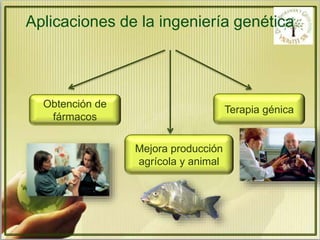 Aplicaciones de la ingeniería genética 
Obtención de 
fármacos 
Mejora producción 
agrícola y animal 
Terapia génica 
 