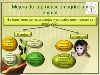 Mejora de la producción agrícola y 
animal 
Se transfieren genes a plantas y animales que mejoran su 
producción 
Plantas 
Genes de 
Resistenci 
a a 
heladas y 
sequías 
Genes de 
resistencia 
a 
herbicidas 
y plagas. 
Genes que 
Mejoran el 
valor 
nutritivo 
Genes que 
provocan el 
retraso de la 
maduración 
Animales 
Genes que 
mejoran el 
crecimiento 
Genes que 
aumentan la 
resistencia a 
enfermedades 
. 
 