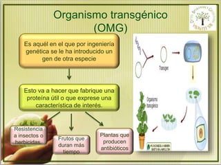 Organismo transgénico 
(OMG) 
Es aquél en el que por ingeniería 
genética se le ha introducido un 
gen de otra especie 
Esto va a hacer que fabrique una 
proteína útil o que exprese una 
característica de interés. 
Resistencia 
a insectos o 
herbicidas. 
Frutos que 
duran más 
tiempo 
Plantas que 
producen 
antibióticos 
 