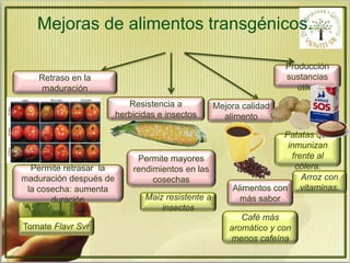 Mejoras de alimentos transgénicos. 
Retraso en la 
maduración 
Permite retrasar la 
maduración después de 
la cosecha: aumenta 
duración 
Tomate Flavr Svr 
Resistencia a 
herbicidas e insectos 
Permite mayores 
rendimientos en las 
cosechas 
Maiz resistente a 
insectos 
Mejora calidad 
alimento 
Producción 
sustancias 
Alimentos con 
más sabor 
Café más 
aromático y con 
menos cafeína 
útiles 
Patatas que 
inmunizan 
frente al 
cólera. 
Arroz con 
vitaminas. 
 