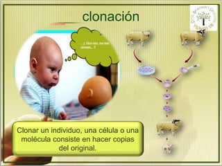 clonación 
Clonar un individuo, una célula o una 
molécula consiste en hacer copias 
del original. 
 