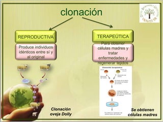 clonación 
REPRODUCTIVA 
Produce individuos 
idénticos entre sí y 
al original 
Clonación 
oveja Dolly 
TERAPEÚTICA 
Para obtener 
células madres y 
tratar 
enfermedades y 
regenerar tejidos 
Se obtienen 
células madres 
 