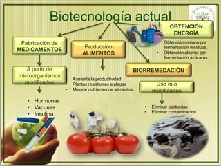 Biotecnología actual 
Fabricación de 
MEDICAMENTOS 
A partir de 
microorganismos 
modificados 
• Hormonas 
• Vacunas. 
• Insulina. 
Producción 
ALIMENTOS 
OBTENCIÓN 
ENERGÍA 
• Obtención metano por 
fermentación residuos. 
• Obtención alcohol por 
fermentación azúcares. 
BIORREMEDACIÓN 
• Aumenta la productividad 
• Plantas resistentes a plagas 
• Mejorar nutrientes de alimentos. 
Uso m.o 
modificados 
• Eliminar pesticidas 
• Eliminar contaminación. 
 
