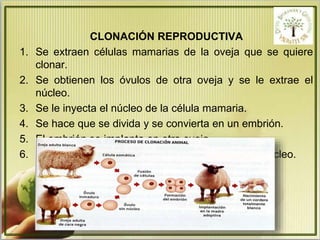 CLONACIÓN REPRODUCTIVA 
1. Se extraen células mamarias de la oveja que se quiere 
clonar. 
2. Se obtienen los óvulos de otra oveja y se le extrae el 
núcleo. 
3. Se le inyecta el núcleo de la célula mamaria. 
4. Se hace que se divida y se convierta en un embrión. 
5. El embrión se implanta en otra oveja. 
6. Nace una oveja idéntica a la oveja que cedió el núcleo. 
 