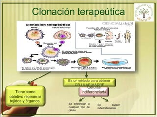 Clonación terapeútica 
Tiene como 
objetivo regenerar 
tejidos y órganos. 
Es un método para obtener 
CÉLULAS MADRE 
Células 
indiferenciada 
s 
Se diferencian a 
cualquier tipo de 
célula 
Se dividen 
indefinidamente 
 