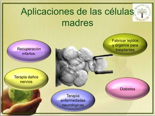 Aplicaciones de las células 
madres 
Fabricar tejidos 
y órganos para 
trasplantes 
Diabetes 
Terapìa 
enfermedades 
neurológicas 
Recuperación 
infartos. 
Terapia daños 
nervios 
 