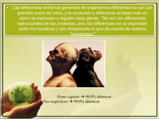 • Las diferencias entre los genomas de organismos diferentes no son tan 
grandes como se creía, y la evolución y diferencia se basa más en 
cómo se expresen y regulen esos genes, “No son las diferencias 
estructurales de las proteinas, sino las diferencias en su expresión 
entre los humanos y los chimpancés lo que da cuenta de nuestra 
“humanidad.” 
Homo sapiens  99.9% idénticos 
Homo sapiens y Pan troglodytes  99.0% idénticos 
 