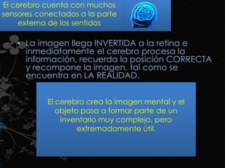 • La imagen llega INVERTIDA a la retina e
inmediatamente el cerebro procesa la
información, recuerda la posición CORRECTA
y recompone la imagen, tal como se
encuentra en LA REALIDAD.
El cerebro crea la imagen mental y el
objeto pasa a formar parte de un
inventario muy complejo, pero
extremadamente útil.
El cerebro cuenta con muchos
sensores conectados a la parte
externa de los sentidos
 
