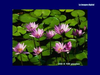 La imagen digital




200 X 100 píxeles
 