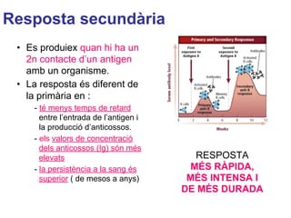 Resposta secundària
• Es produiex quan hi ha un
2n contacte d’un antigen
amb un organisme.
• La resposta és diferent de
la primària en :
- té menys temps de retard
entre l’entrada de l’antigen i
la producció d’anticossos.
- els valors de concentració
dels anticossos (Ig) són més
elevats
- la persistència a la sang és
superior ( de mesos a anys)
RESPOSTA
MÉS RÀPIDA,
MÉS INTENSA I
DE MÉS DURADA
 