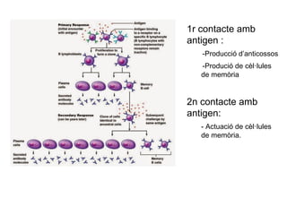 1r contacte amb
antigen :
-Producció d’anticossos
-Produció de cèl·lules
de memòria
2n contacte amb
antigen:
- Actuació de cèl·lules
de memòria.
 