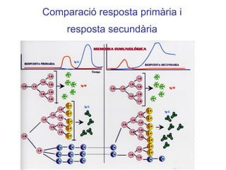 Comparació resposta primària i
resposta secundària
 