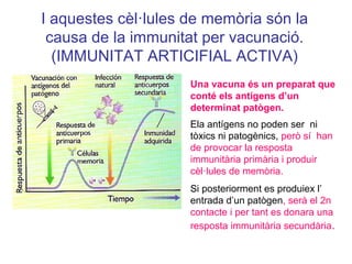 I aquestes cèl·lules de memòria són la
causa de la immunitat per vacunació.
(IMMUNITAT ARTICIFIAL ACTIVA)
Una vacuna és un preparat que
conté els antígens d’un
determinat patògen.
Ela antígens no poden ser ni
tòxics ni patogènics, però sí han
de provocar la resposta
immunitària primària i produir
cèl·lules de memòria.
Si posteriorment es produiex l’
entrada d’un patògen, serà el 2n
contacte i per tant es donara una
resposta immunitària secundària.
 