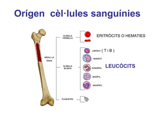 Orígen cèl·lules sanguínies
ERITRÒCITS O HEMATIES
LEUCÒCITS
( T i B )
 