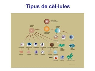 Tipus de cèl·lules
 