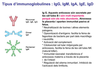 Ig G. Aquests anticosos són secretats per
les cèl·lules B i són molt importants
perquè són els més abundants. Atravessa
la placenta i aporten immunitat pasiva al
fetus.
* Neutralització de toxines i altres elements
patogens.
* Opsonització d'antígens: facilita la feina de
fagocitosi de bacteris per part dels macròfags
i neutròfils
* Activació del complement.
* Citotoxicitat cel·lular mitjançada per
anticossos, facilita la feina de les cèl·lules NK
(natural killer).
* Immunitat neonatal: transferència d’
anticossos materns a través de la placenta
i de l’intestí
* Regulació del sitema inmunitari. Inhibició de
l’activació dels limfòcits.
Tipus d’immunoglobulines : IgG, IgM, IgA, IgE, IgD
 