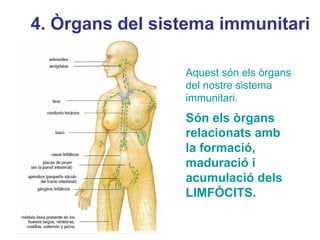 4. Òrgans del sistema immunitari
Aquest són els òrgans
del nostre sistema
immunitari.
Són els òrgans
relacionats amb
la formació,
maduració i
acumulació dels
LIMFÒCITS.
 